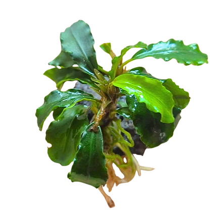 Bucephalandra sintang