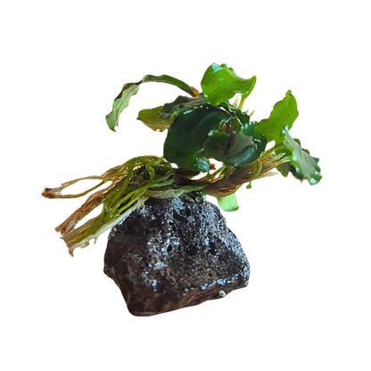 Bucephalandra sintang
