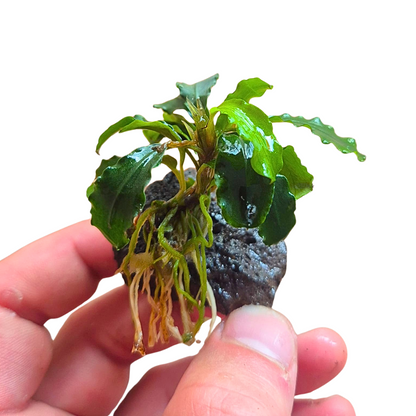 Bucephalandra sintang