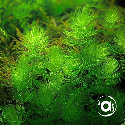 Ceratophyllum Demersum