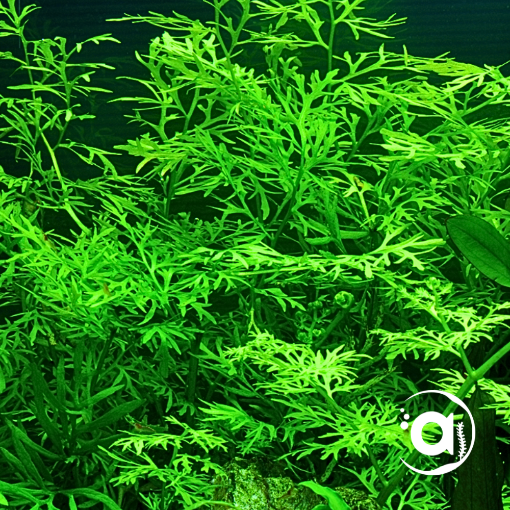 Ceratopteris Thalictroides