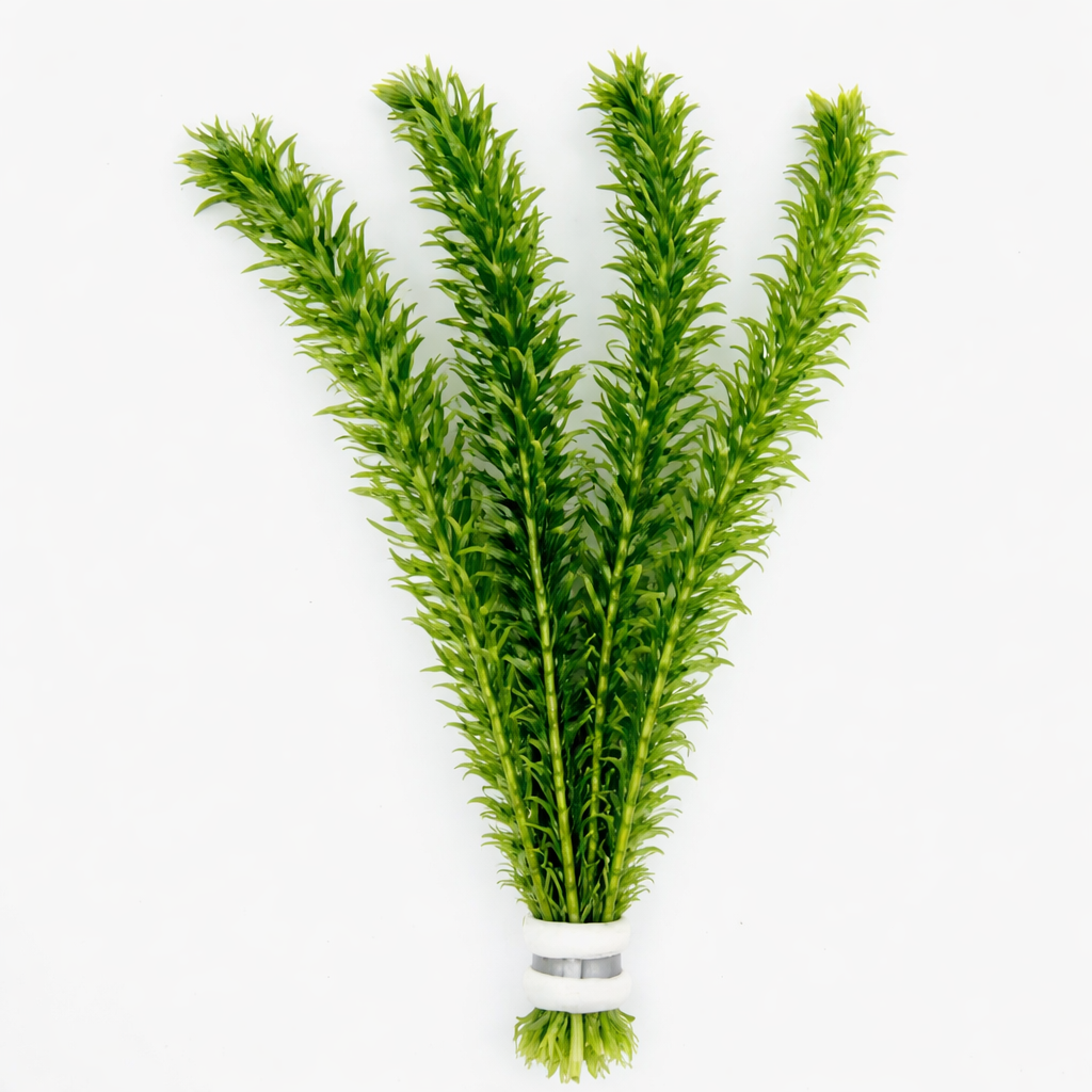 Elodea Densa Waterpest
