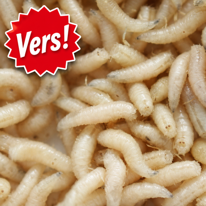 Maggots