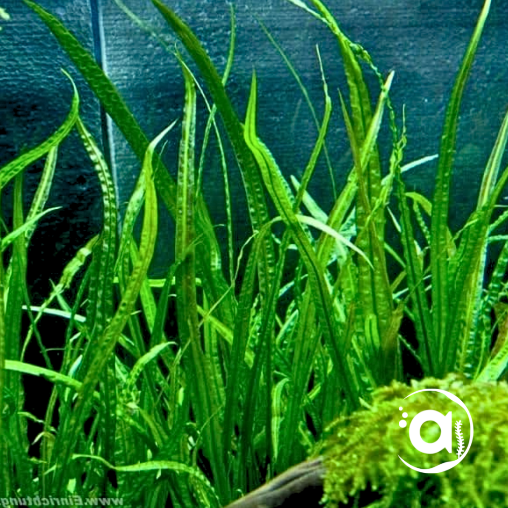 Cryptocoryne Balansae