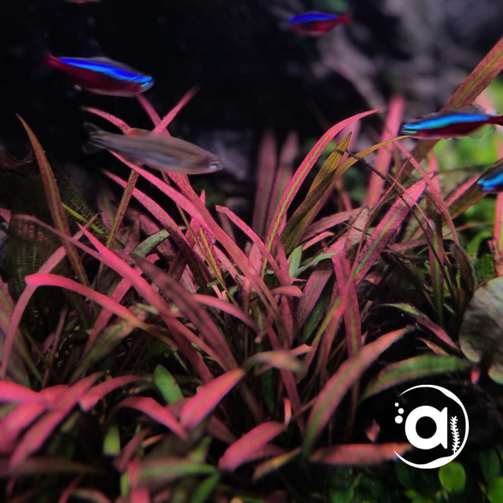 Cryptocoryne pink panther