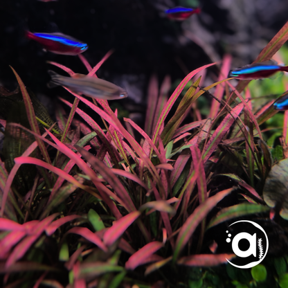 Cryptocoryne pink panther