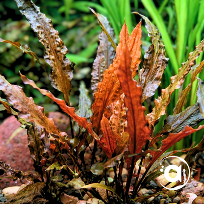Cryptocoryne Walkerii