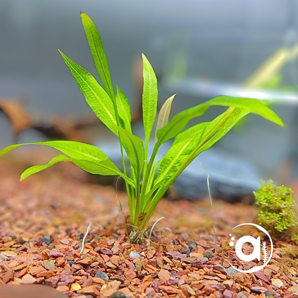 Echinodorus Bleheri Amazone