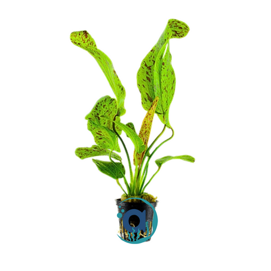 Echinodorus Ozelot Green