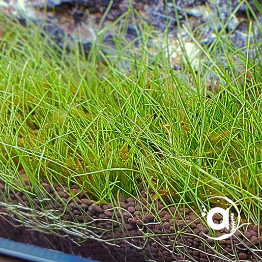 Eleocharis Parvulus