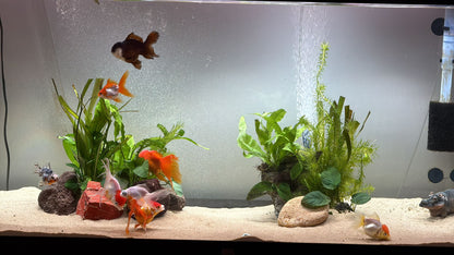 Anubias barteri