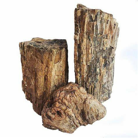 Fossilized wood stone