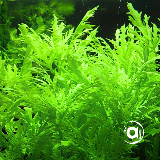 Hygrophila Difformis
