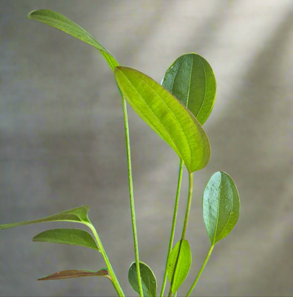 Echinodorus Harbich green