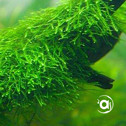 Vesicularia Dubyana Becher Java moss