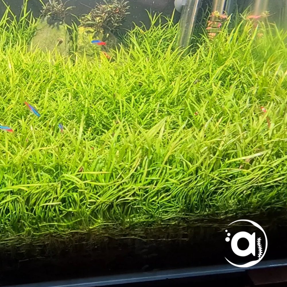 Lilaeopsis Novae-zelandiae