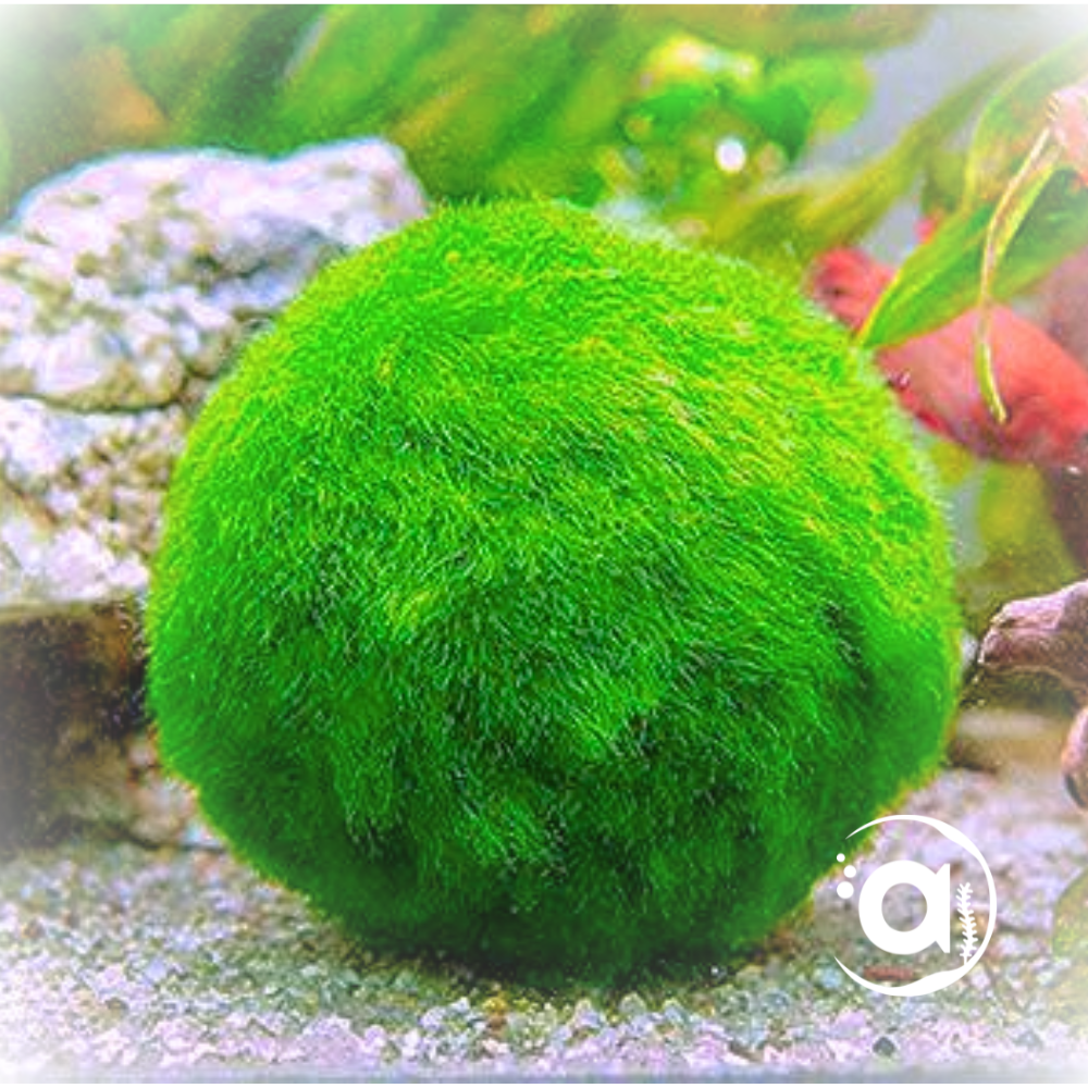 Cladophora Aegagropila Mosbal