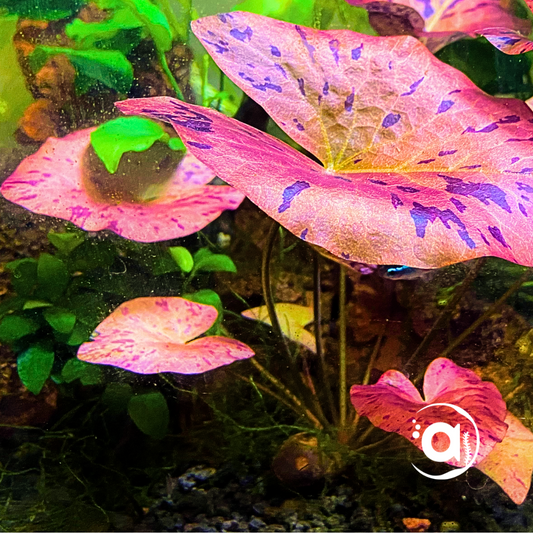 Nymphaea Red Tiger Lotus