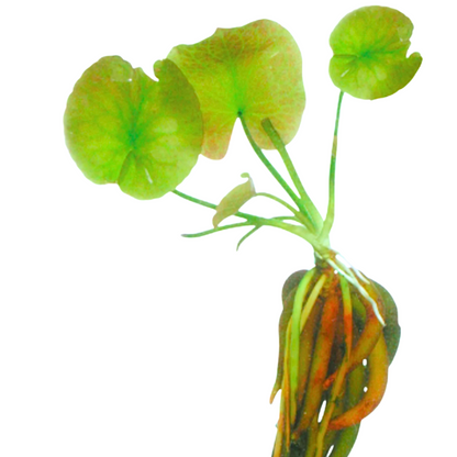 Nymphoides aquatica