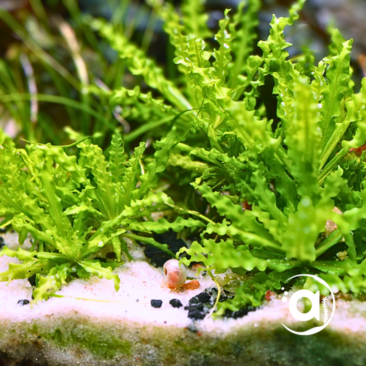 Pogostemon helferi