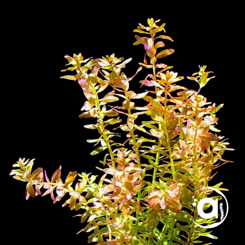 Rotala Orange Juice