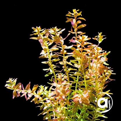 Rotala orange juice