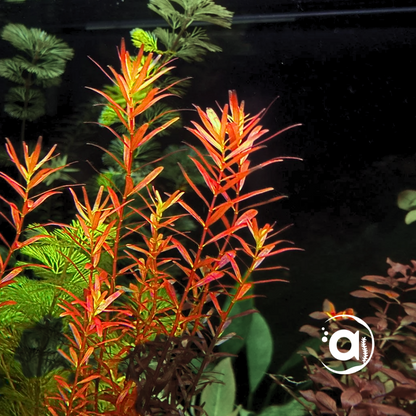 Rotala orange juice