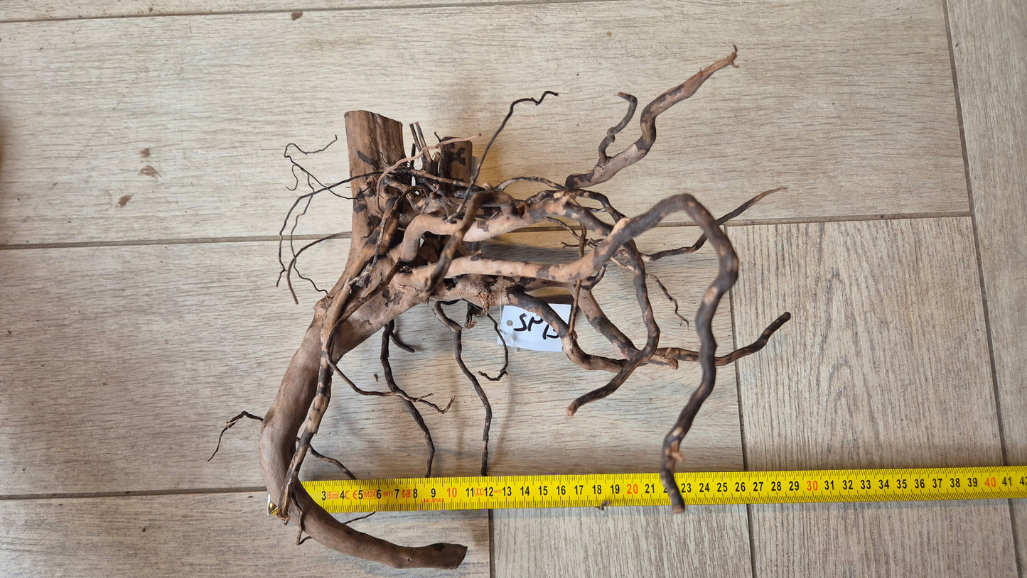 Spiderwood dark SP13