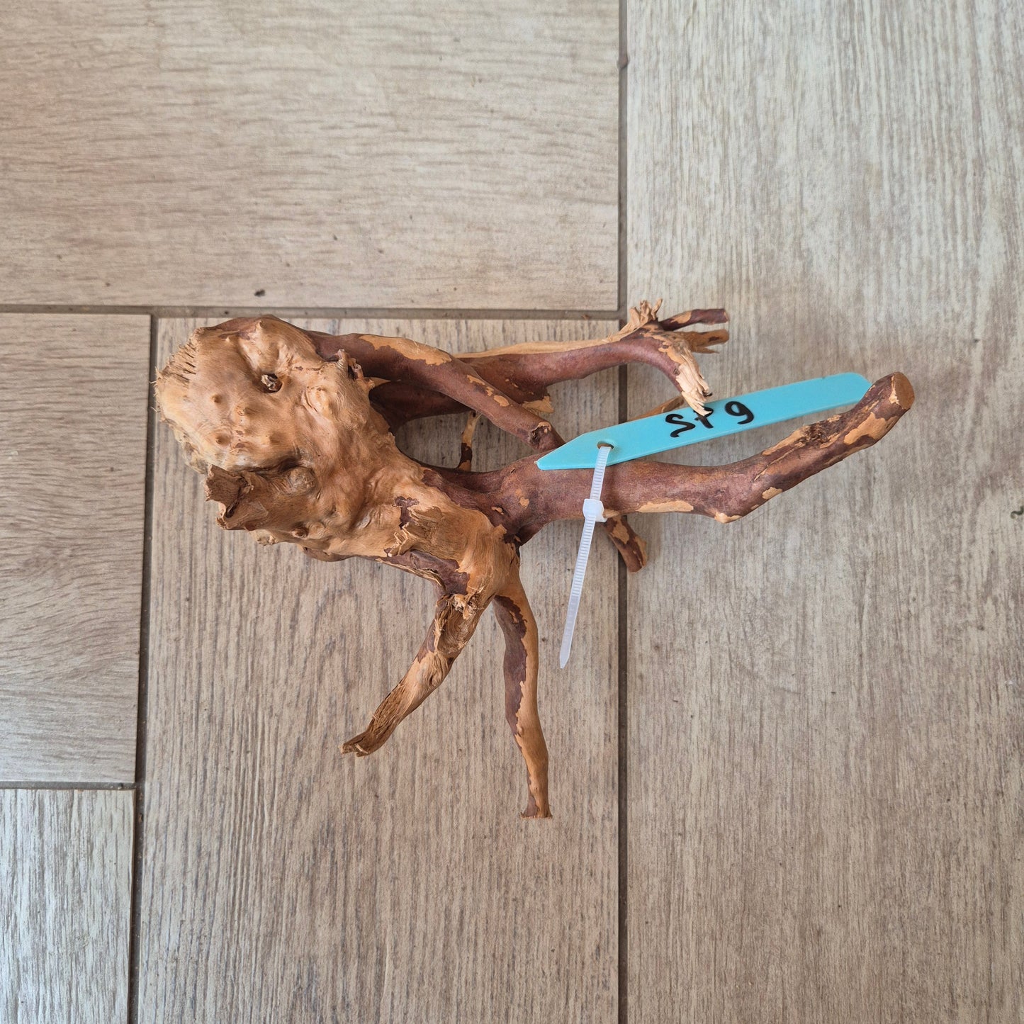 Spider wood Red SP9