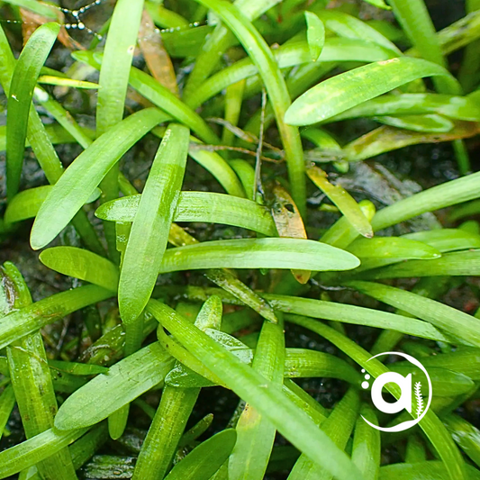 Sagittaria subulata