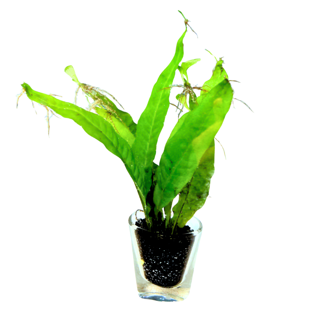 Javavaren Microsorum Pteropus