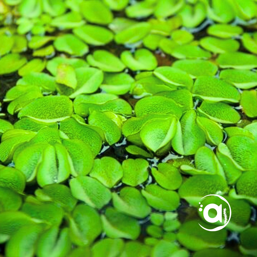 Salvinia Minima