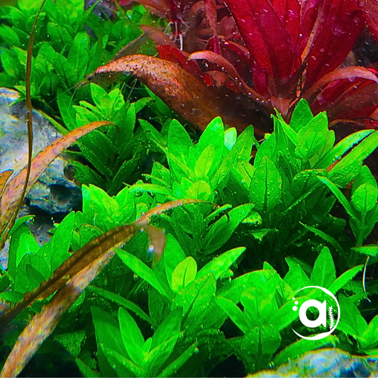 Staurogyne repens 