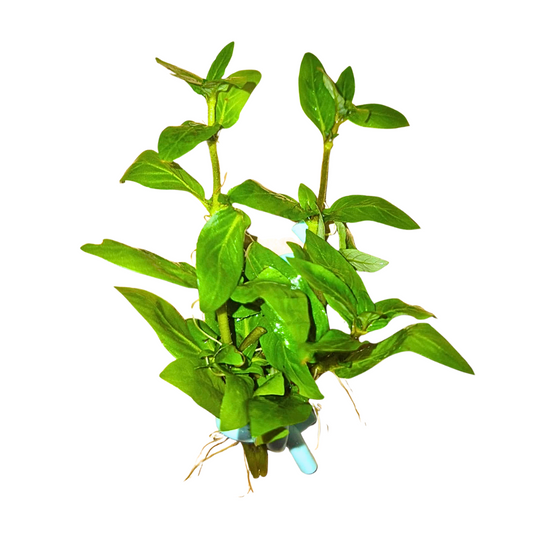 Staurogyne repens 