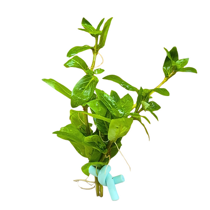 Staurogyne repens