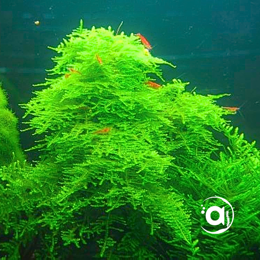 Taiwan moss