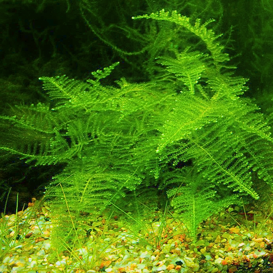 Taiwan moss