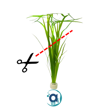 Vallisneria Spiralis
