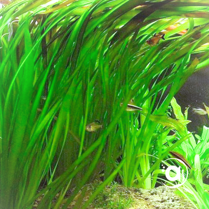 Vallisneria Spiralis