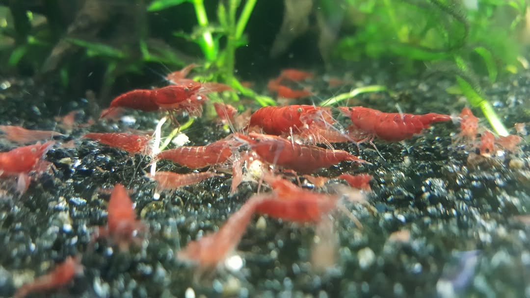 Neocaridina Davidi Red