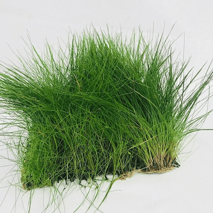 Eleocharis Parvulus