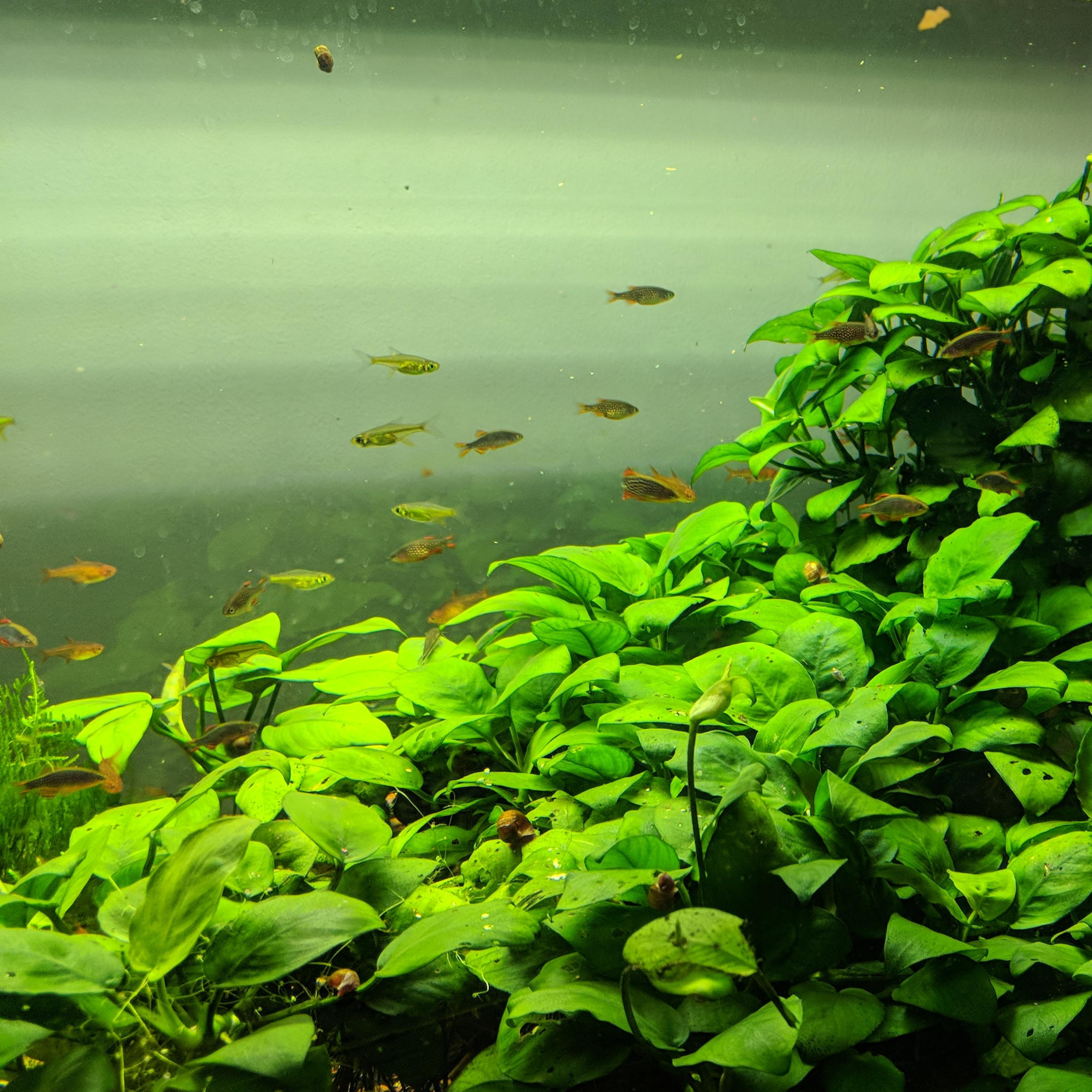 Anubias planten pakket