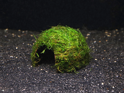 Java moss on coconut