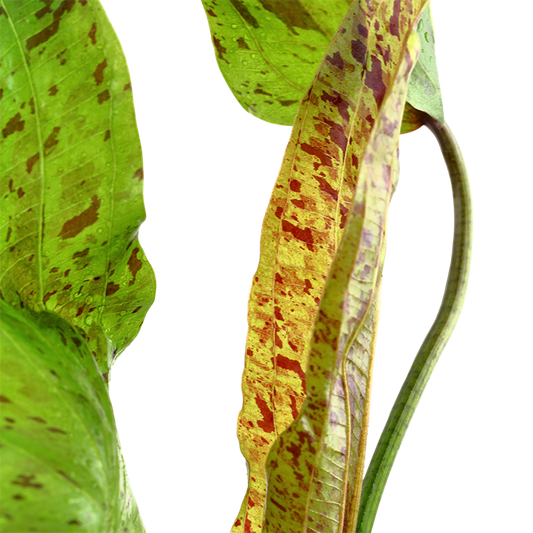 Echinodorus Ozelot Green