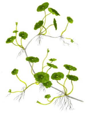 Hydrocotyle Vulgaris