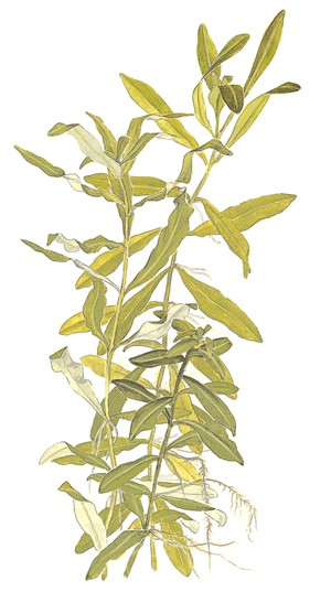 Hygrophila Polysperma