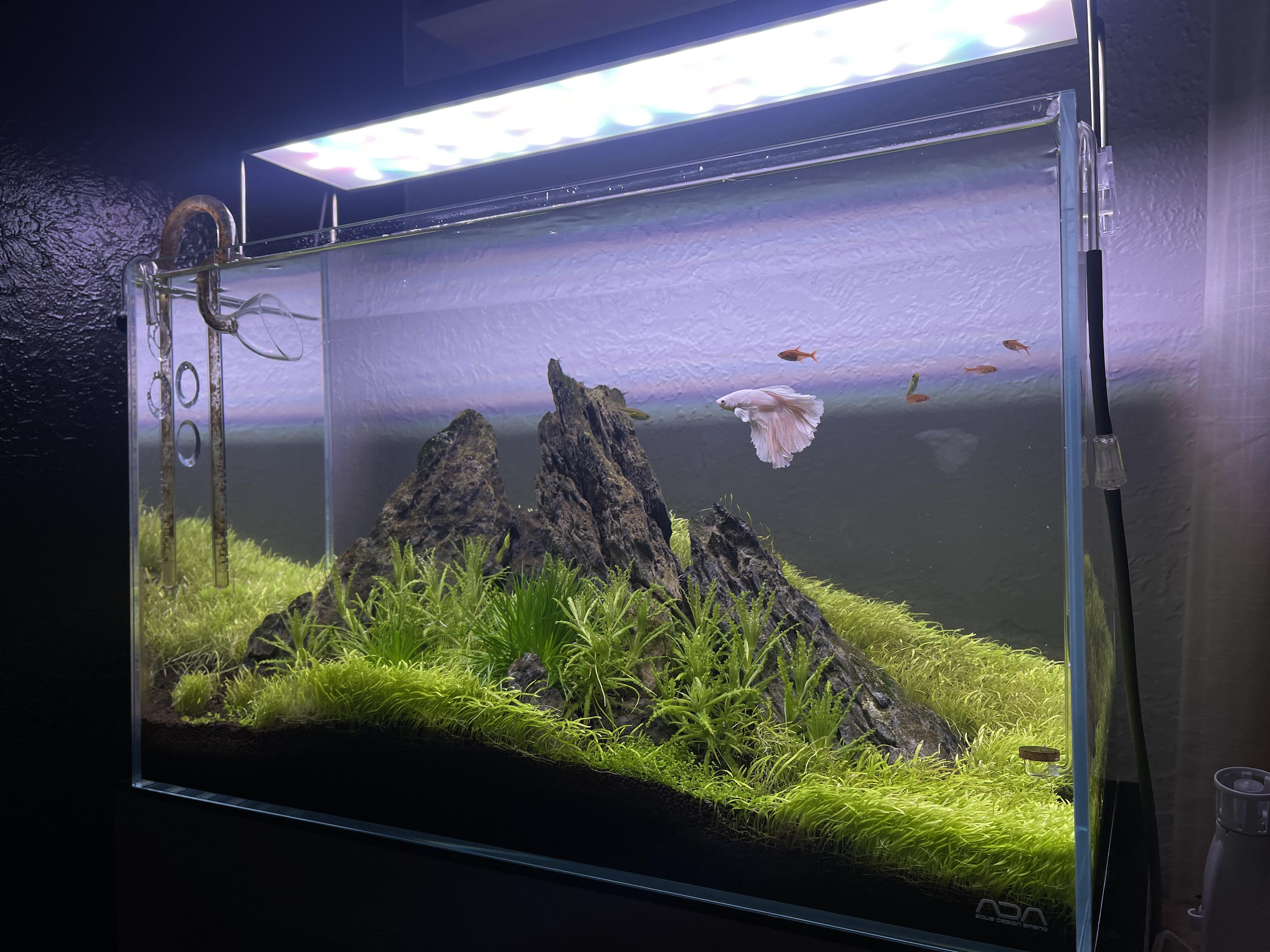 Vind aquarium stenen in Vissen Vind aquarium stenen in Vissen