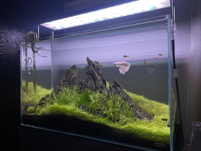 Mini Landscape stone