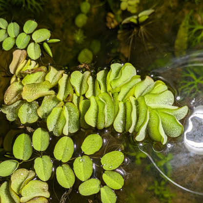 Salvinia Minima