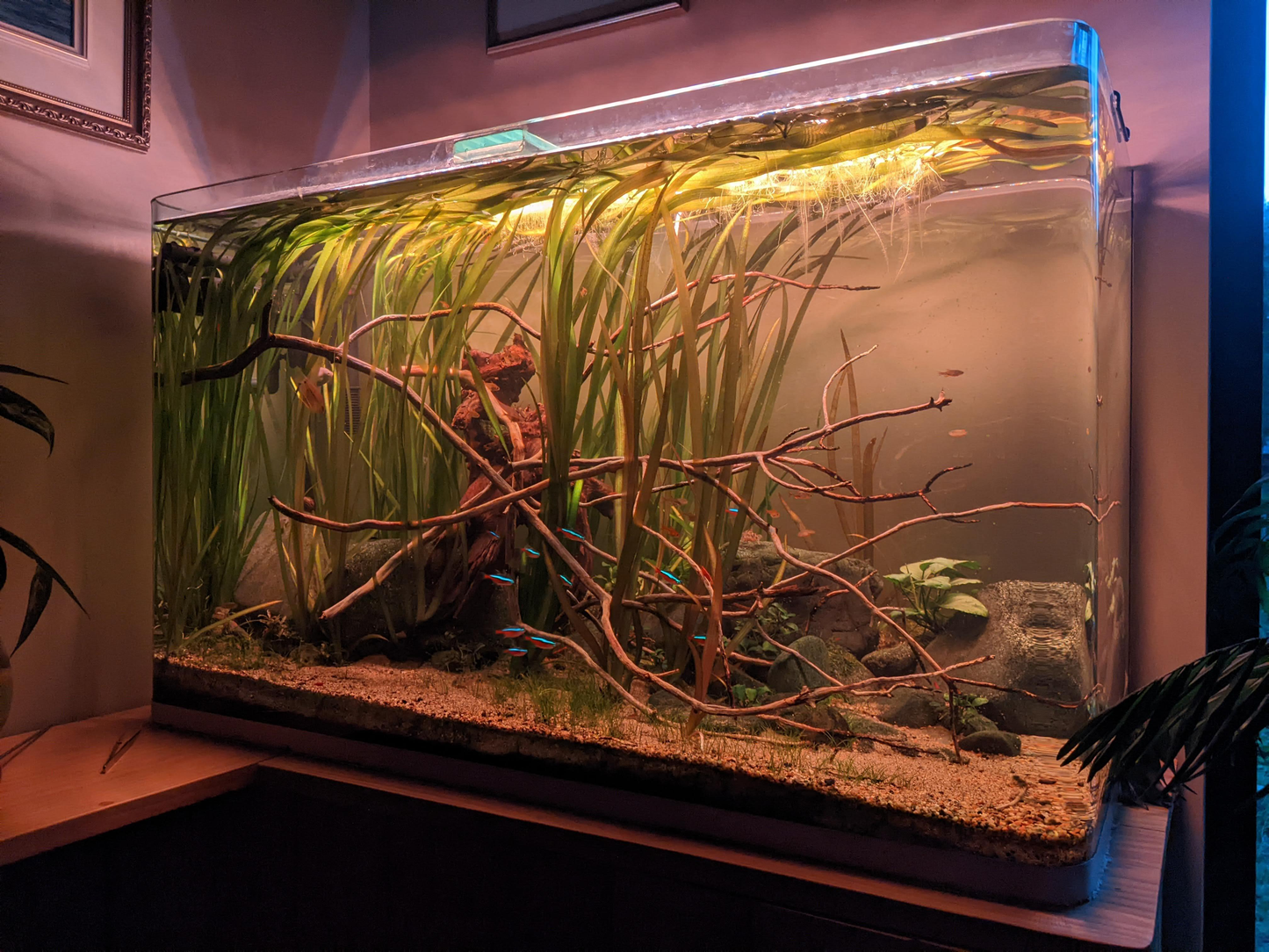 Vallisneria Spiralis